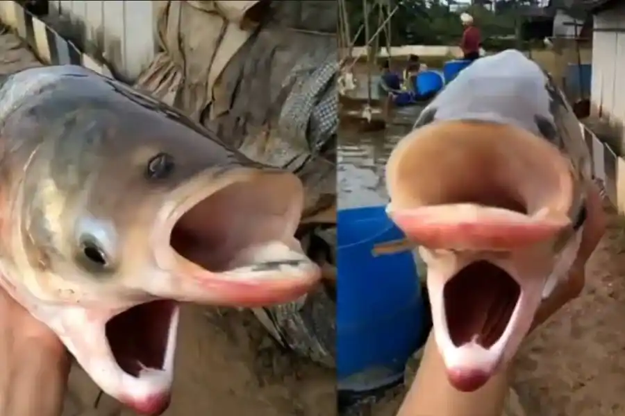 Encontraron un pez mutante en Chernóbil: tenía 4 ojos y 2 cabezas