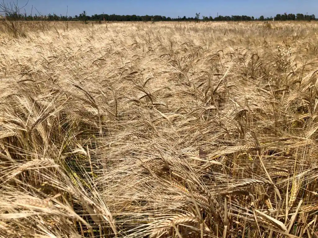 La agroecología, una opción competitiva y sostenible