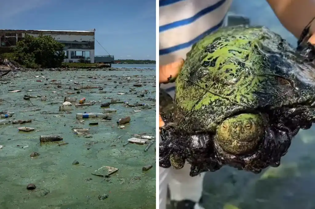 El Lago de Maracaibo necesita acciones urgentes contra la contaminación por el verdín, derrames petroleros y plástico.
