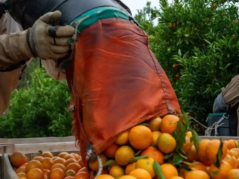 Las exportaciones de frutas crecieron 18% entre enero y agosto