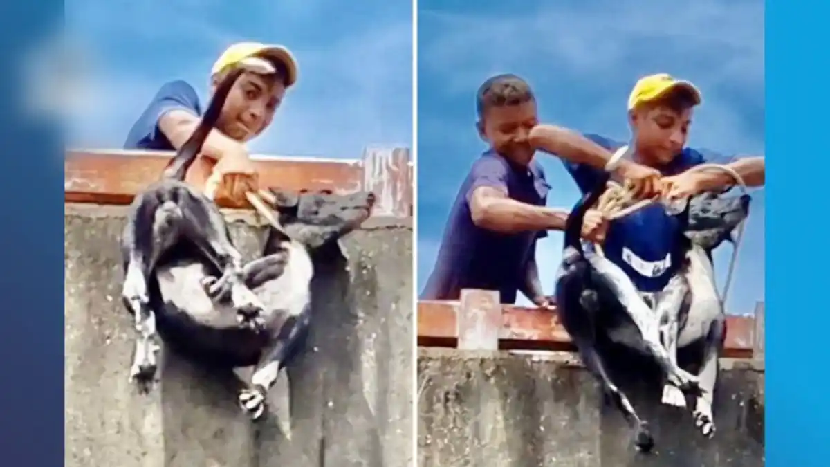 ¡MALDAD FUERA DE CONTROL! Detenidos dos adolescentes por lanzar a un perro desde un puente