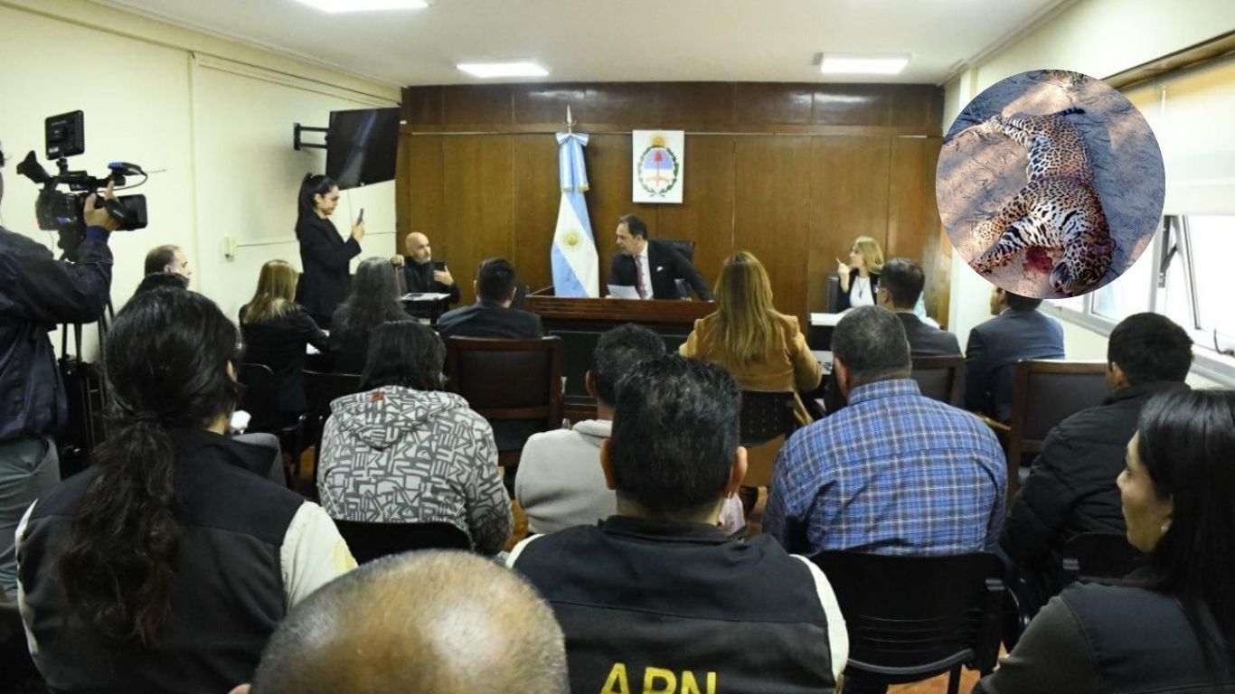 Comenzó en Formosa un juicio histórico por la caza de un yaguareté