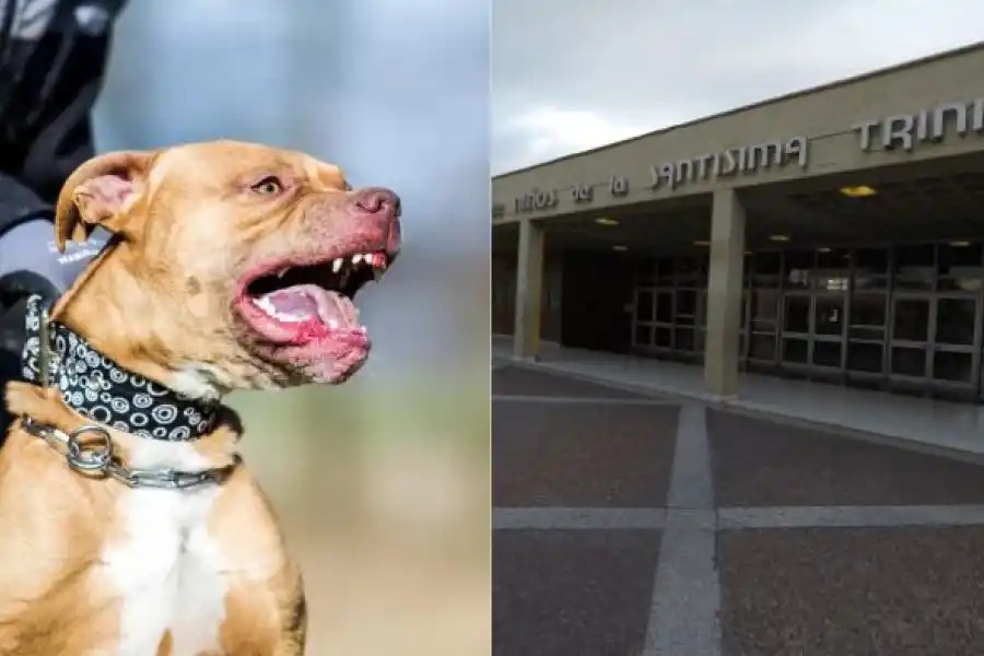 Un nene de 2 años hospitalizado tras ser mordido por su propio perro pitbull en la ciudad de Córdoba 