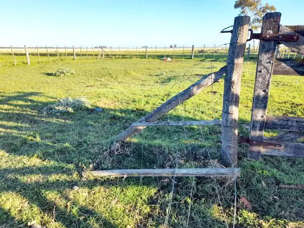 Faena clandestina y robo en un campo de Ramón Santamarina