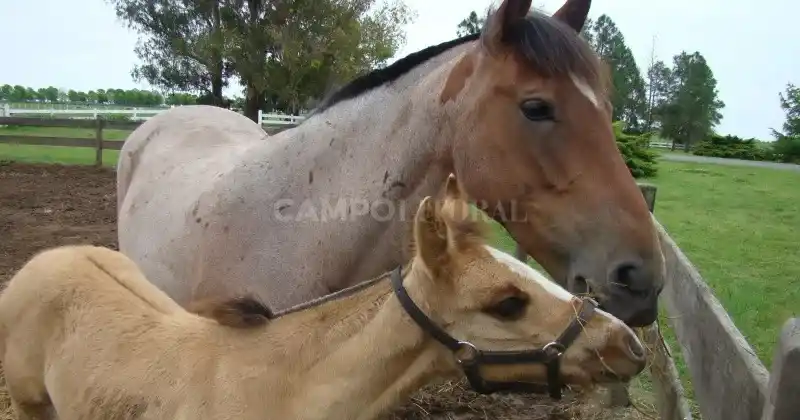 Senasa dispuso medidas sanitarias y de vigilancia preventivas.