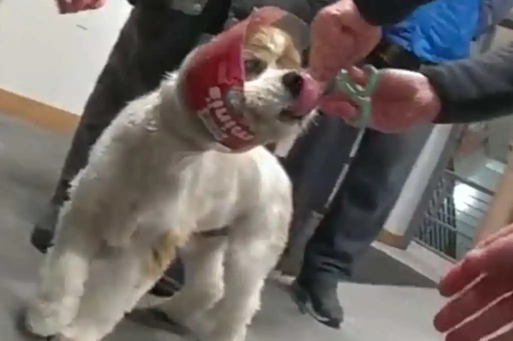 Murphy, el can, sufrió un pequeño rasguño en una de sus orejas.