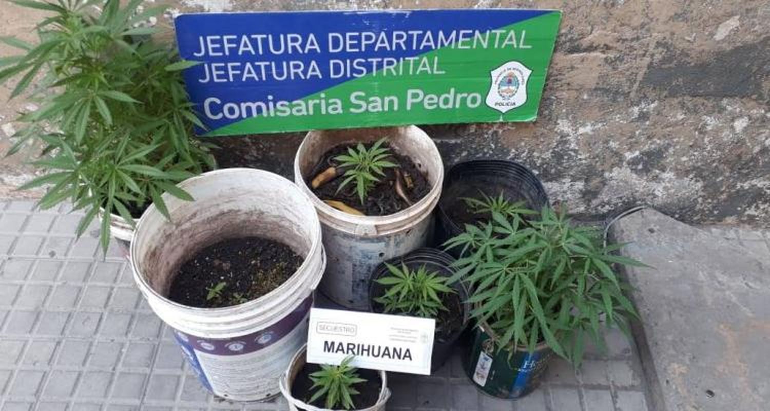 Llamó a la policía y le secuestraron plantas de marihuana