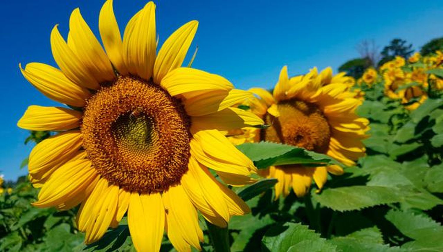 Finalizó la cosecha de girasol con el rinde promedio más alto en 20 campañas
