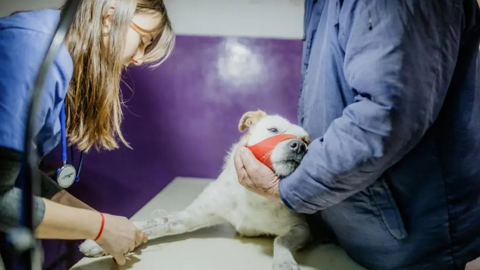 Nuevo cronograma del quirófano móvil para animales