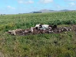 Fulton: denunciaron a un productor que arroja animales muertos cerca de un camino