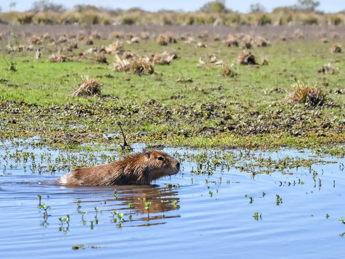 Más de 500 animales silvestres fueron liberados en Santa Fe durante 2025