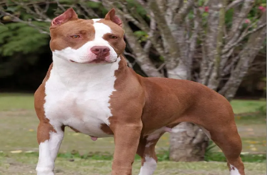 “No existe el perro malo»
