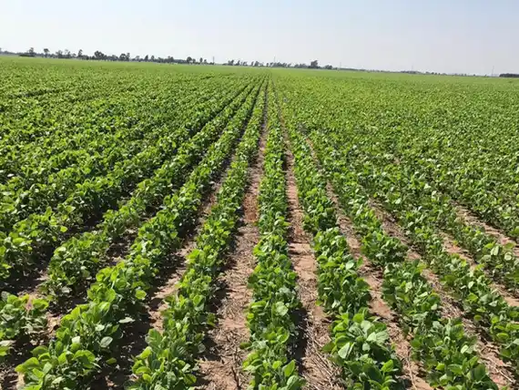 Gualeguay ante la desregulación del comercio exterior: ¿beneficio o desafío para su agroindustria?