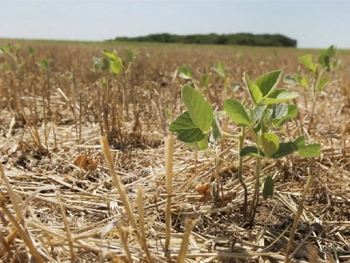 La Rural pide Emergencia Agropecuaria para San Justo      