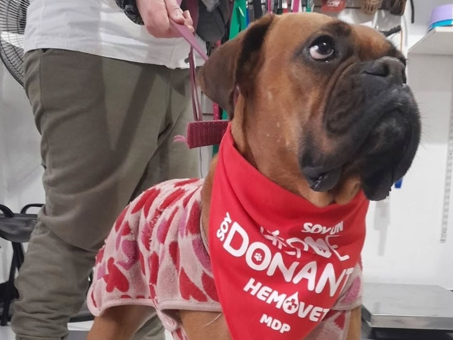 Se viene la segunda campaña de donación de sangre para perros y gatos