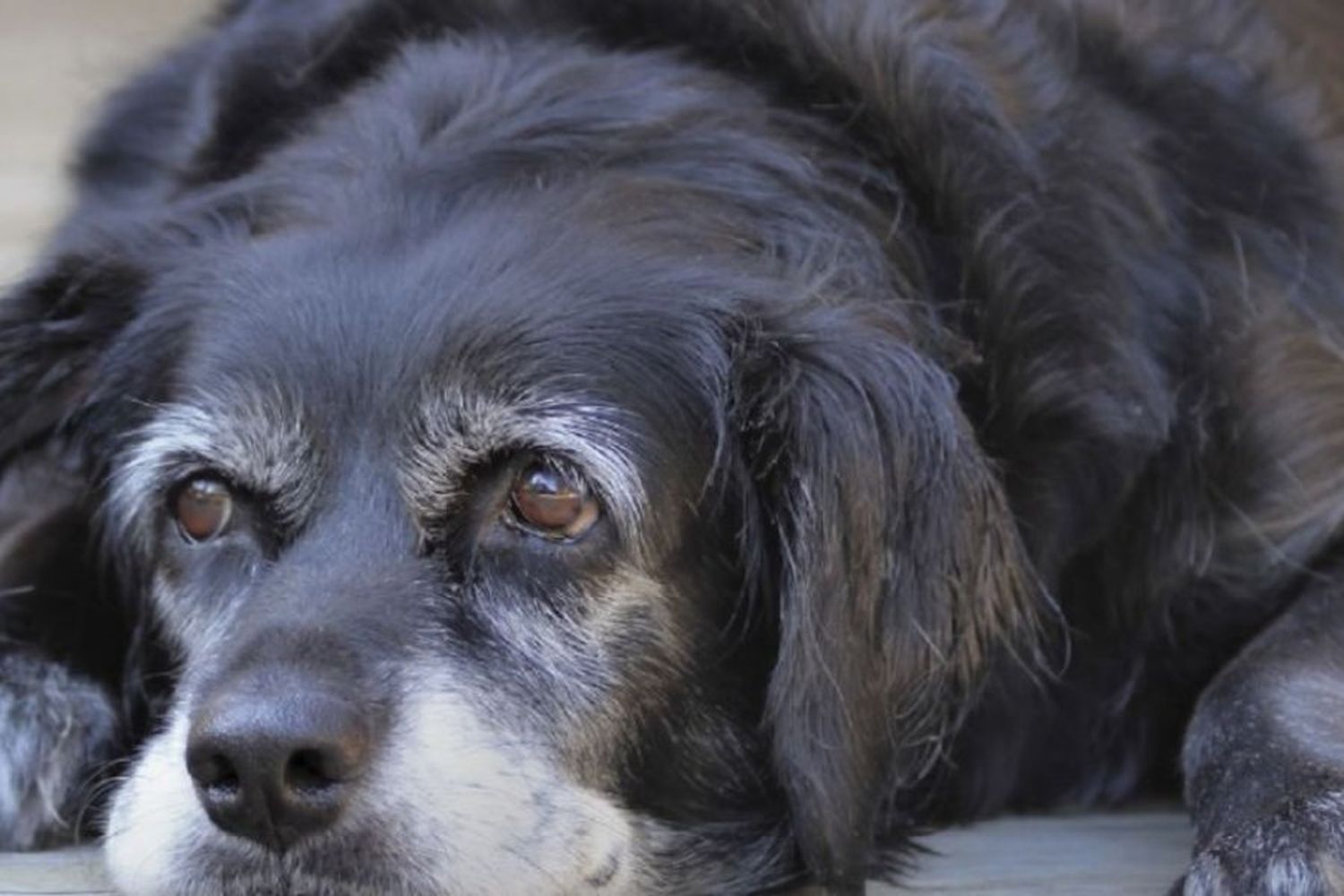 Cinco consejos para cuidar a los perros mayores de 7 años