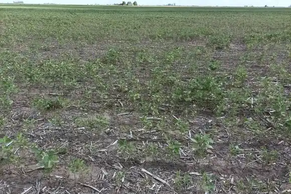 Impacto de la sequía: proyectan que se perderán exportaciones por más de USD 20.000 millones