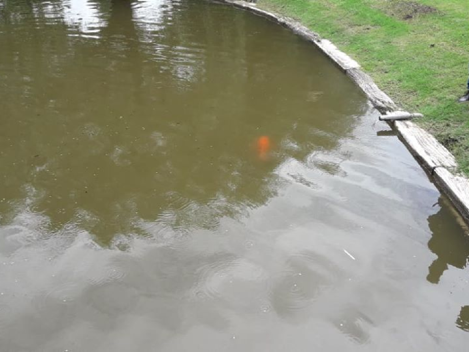 Investigan la aparición de peces muertos en el Lago sur de Morteros