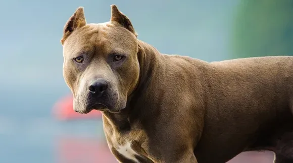 Alarma por ataques de pitbulls: un bebé de 9 meses está internado en Córdoba con graves heridas en la cabeza