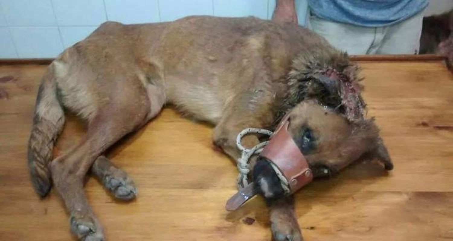 Polémica por la presencia de perros agusanados en la costa