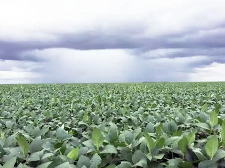Mejora la condición hídrica de los cultivos de verano