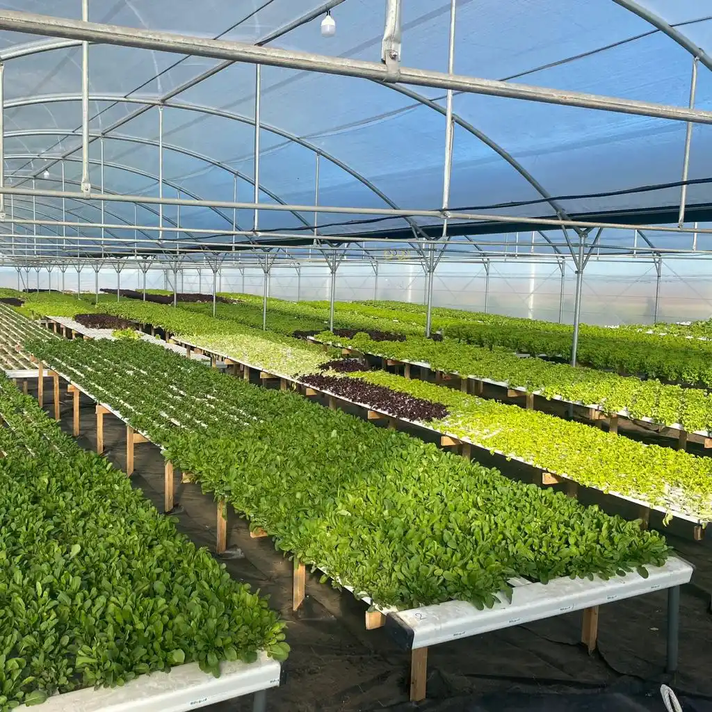 Las plantas solo necesitan agua, nutrientes y condiciones ambientales adecuadas