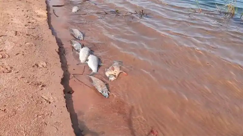 Investigan a qué se debió la aparición de peces muertos en el río Paraná: fotos