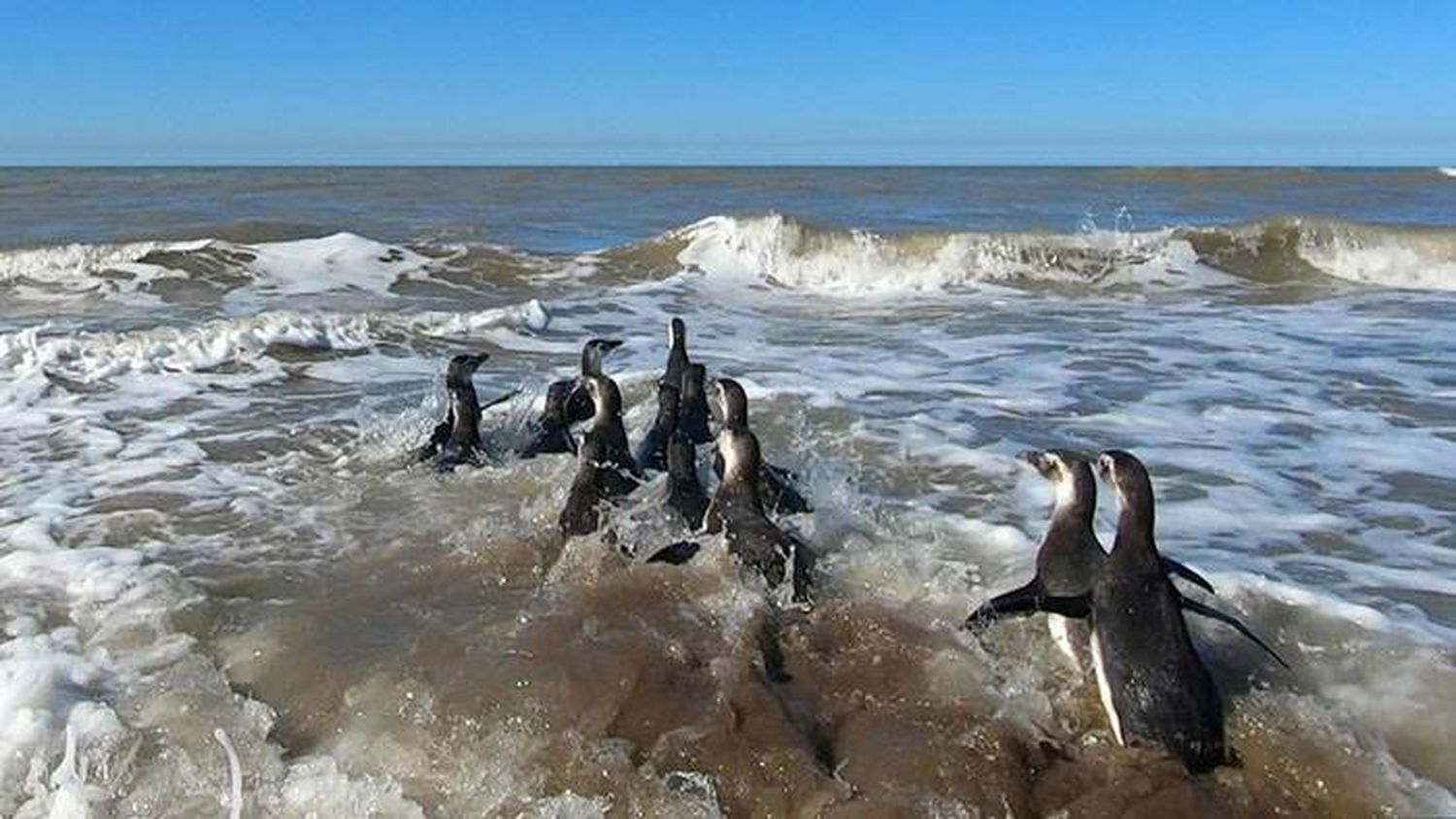 Devolvieron al mar a 14  pingüinos magallánicos  rescatados en la costa bonaerense