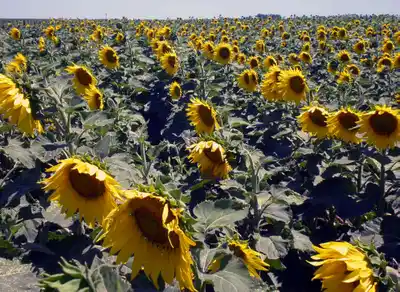 Estiman una caída en la superficie sembrada para la campaña 2025/26