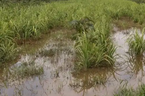El promedio de lluvias en el sudoeste bonaerense en 2017 fue 20% superior a 2016