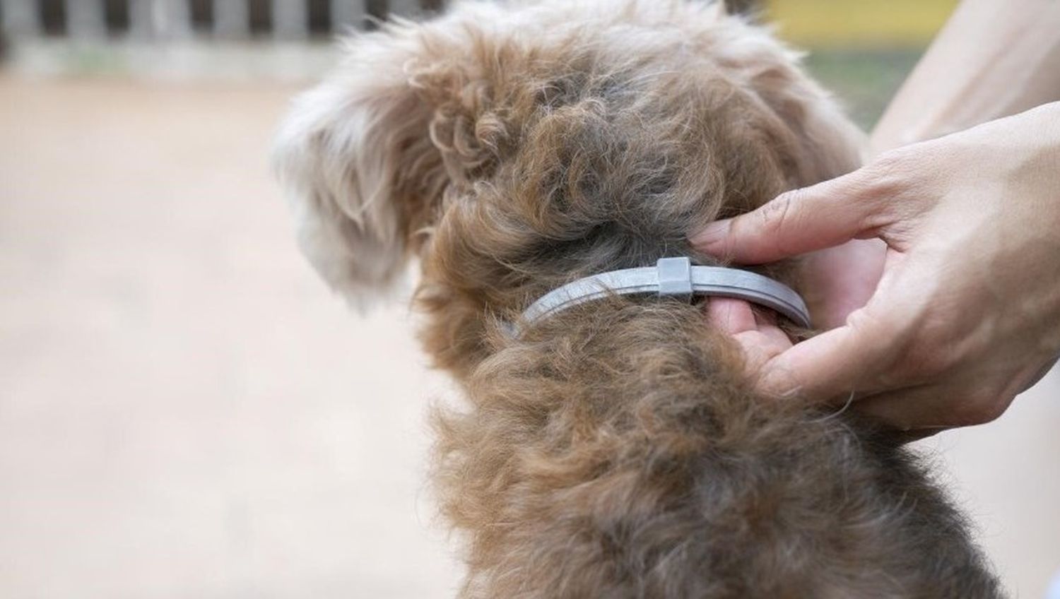 Puede mantener a la mascota libre de parásitos por al menos un mes.