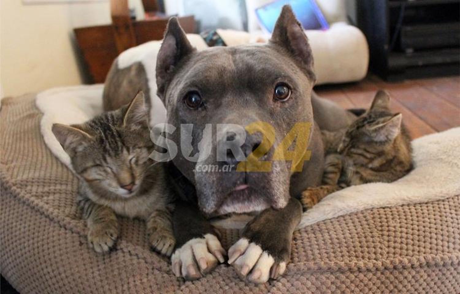 Venado Tuerto: mujer denunció que el pitbull del vecino le mató su gato