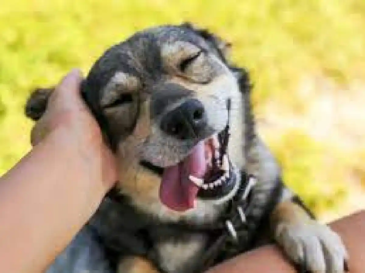 Día Mundial del Perro: por qué se celebra cada 21 de julio