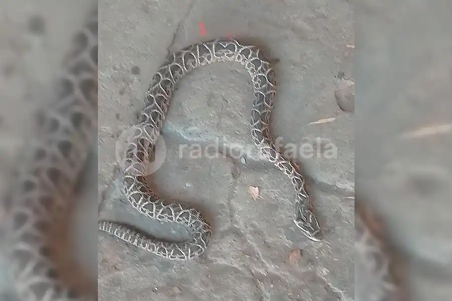 Aparición en la escuela 