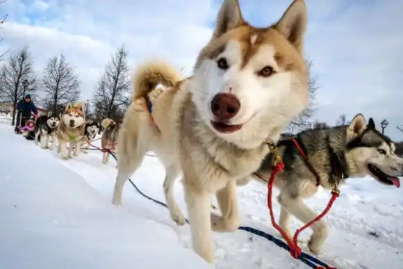Zonas de Siberia se congelan con temperaturas inferiores a -58 grados