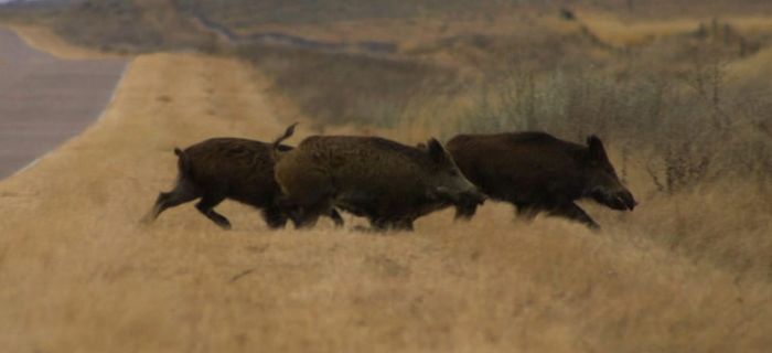 Realizarán jornadas sobre manejo estratégico del jabalí en Tandil