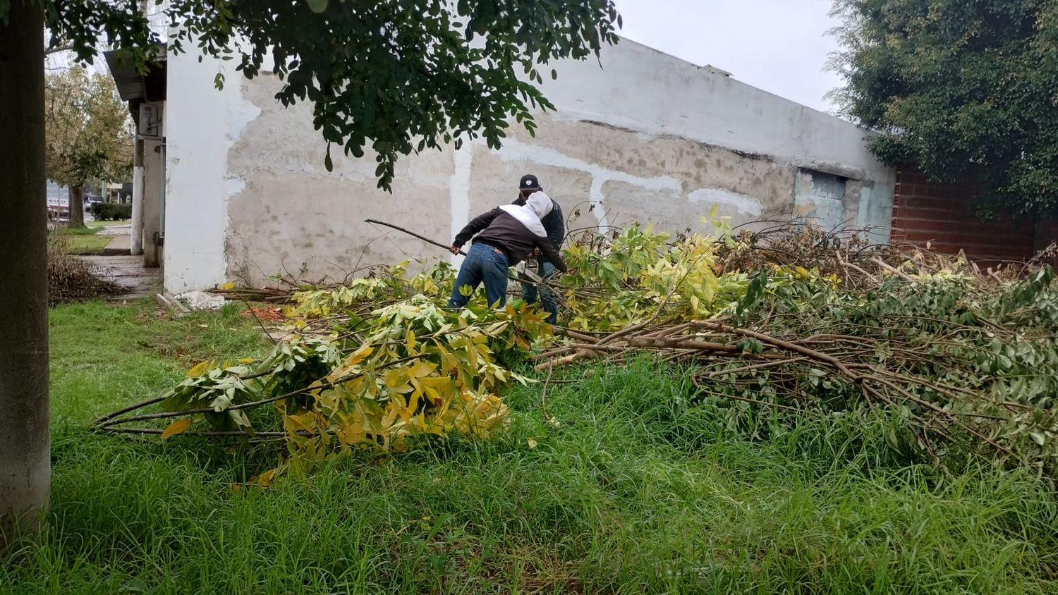Aquí Marcos cortando leña en su terreno