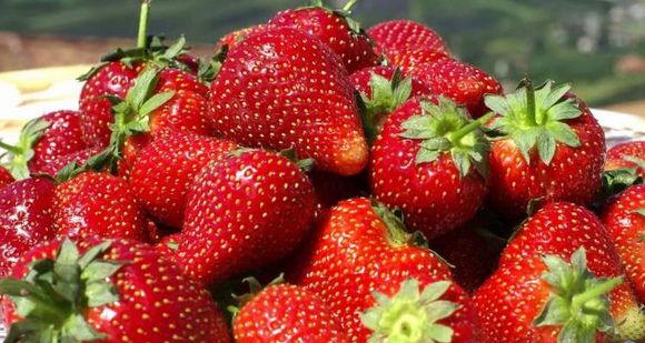Historias de la huerta y del jardín