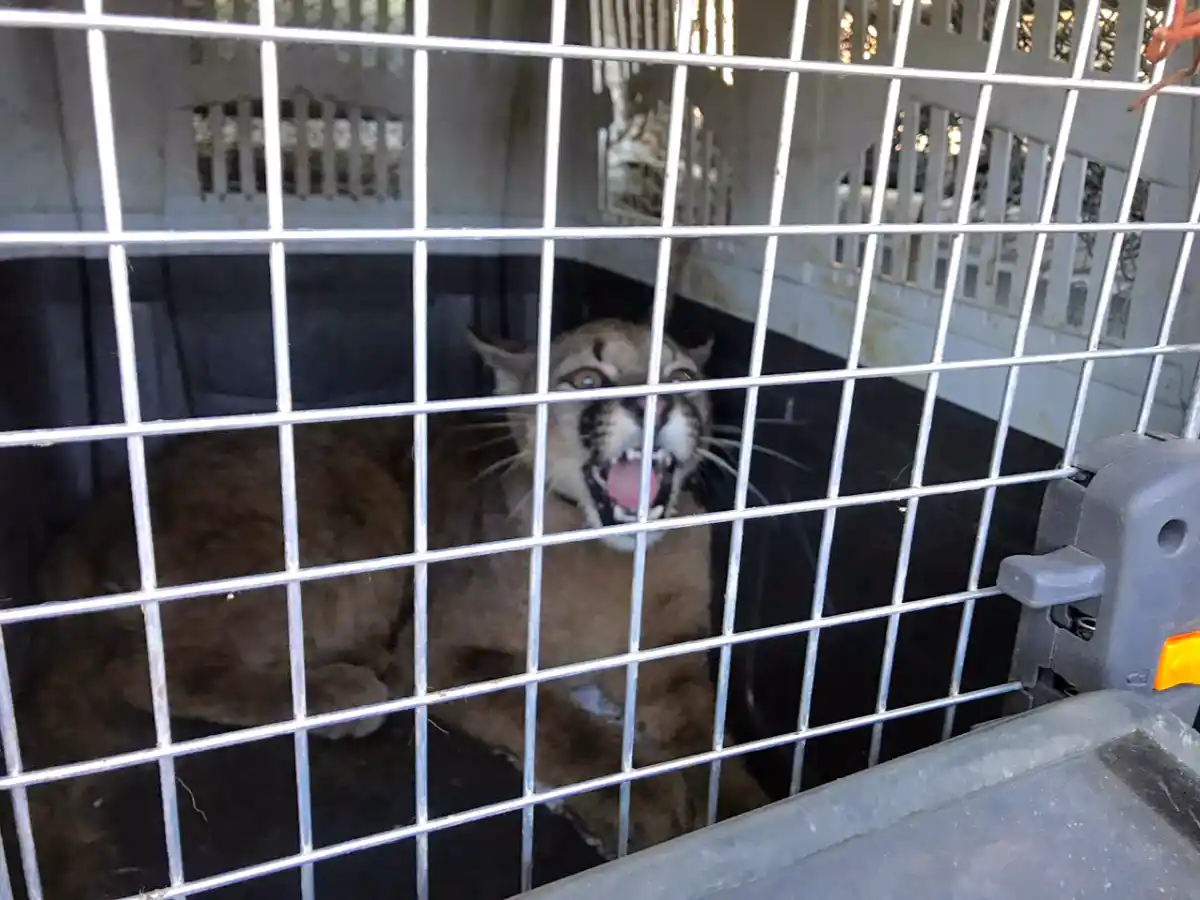 Rescatan al segundo puma en cautiverio en una semana en Córdoba