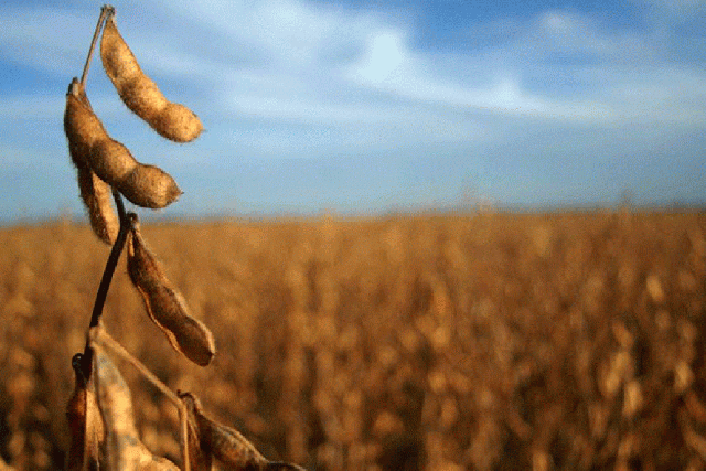 Por enfermedades, la soja pierde entre un 10 o 15 % de rendimiento
