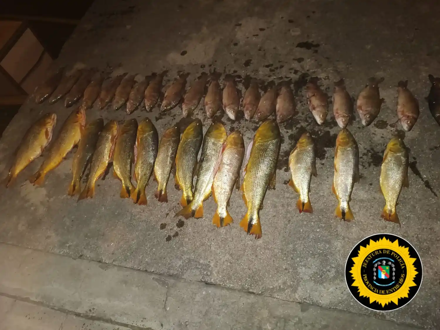 Pesca ilegal en Victoria