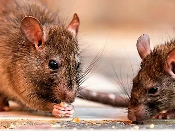 Qué es la leptospirosis, la enfermedad que padece la entrerriana Silvina Scheffler