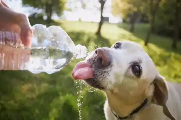 Guía para cuidar a las mascotas durante la ola de calor