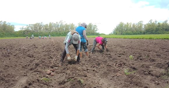 Trabajadores rurales cobrarán bono de fin de año de 50 mil pesos