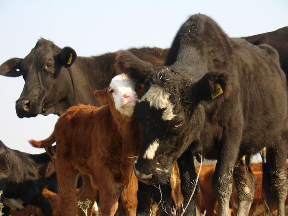 Desafíos de la cadena de las carnes para lograr competitividad y sostenibilidad