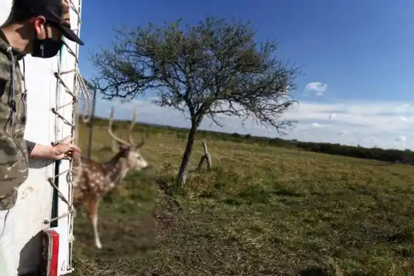 Las dos especies de animales que el Congreso quiere declarar plaga en Argentina y por qué