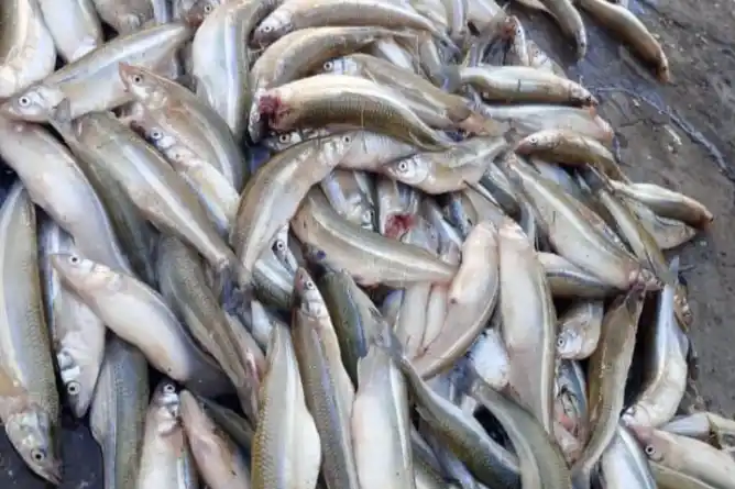 Fueron detectados pescadores furtivos en la laguna durante la madrugada