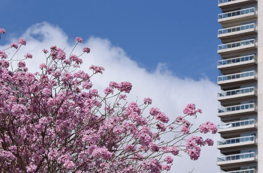 Las nubes le dan lugar al sol