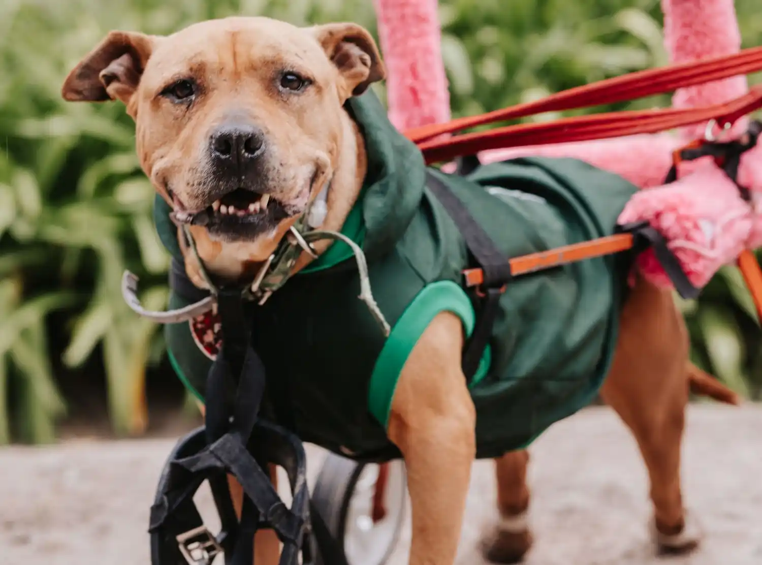 La zona periférica de la ciudad tiene una gran complicación con los animales callejeros.