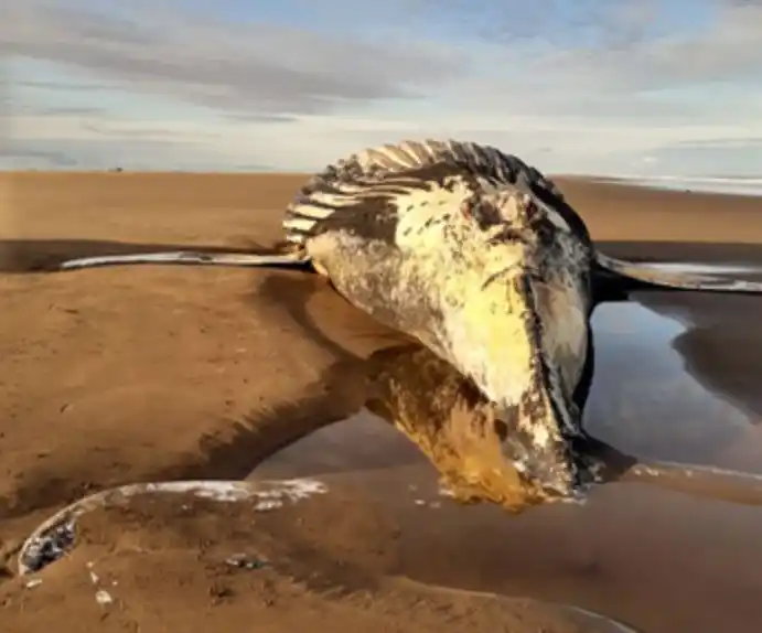 Coronel Dorrego: Hallan una ballena muerta encallada en cercanías al Balneario Marisol